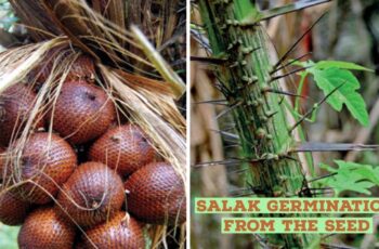 Resep Biji Salak Pelangi: Takjil Spesial Berbuka Puasa