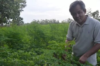 Cara Memasak Sayur Kelor Yang Benar