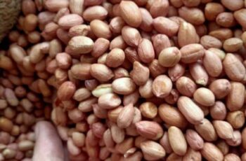 Cara Memasak Kacang Kupas Panduan Lengkap