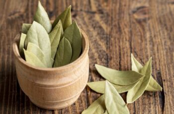 Cara Merebus Daun Salam untuk Mengatasi Asam Urat Cara Merebus Daun Salam untuk Mengatasi Asam Urat
