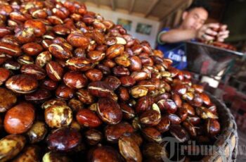 Cara Memasak Jengkol Agar Tidak Bau Panduan Praktis Cara Memasak Jengkol Agar Tidak Bau Panduan Praktis