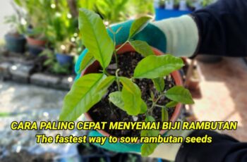 Cara Memasak Biji Rambutan Nikmati Kelezatan dan Nutrisi Cara Memasak Biji Rambutan Nikmati Kelezatan dan Nutrisi